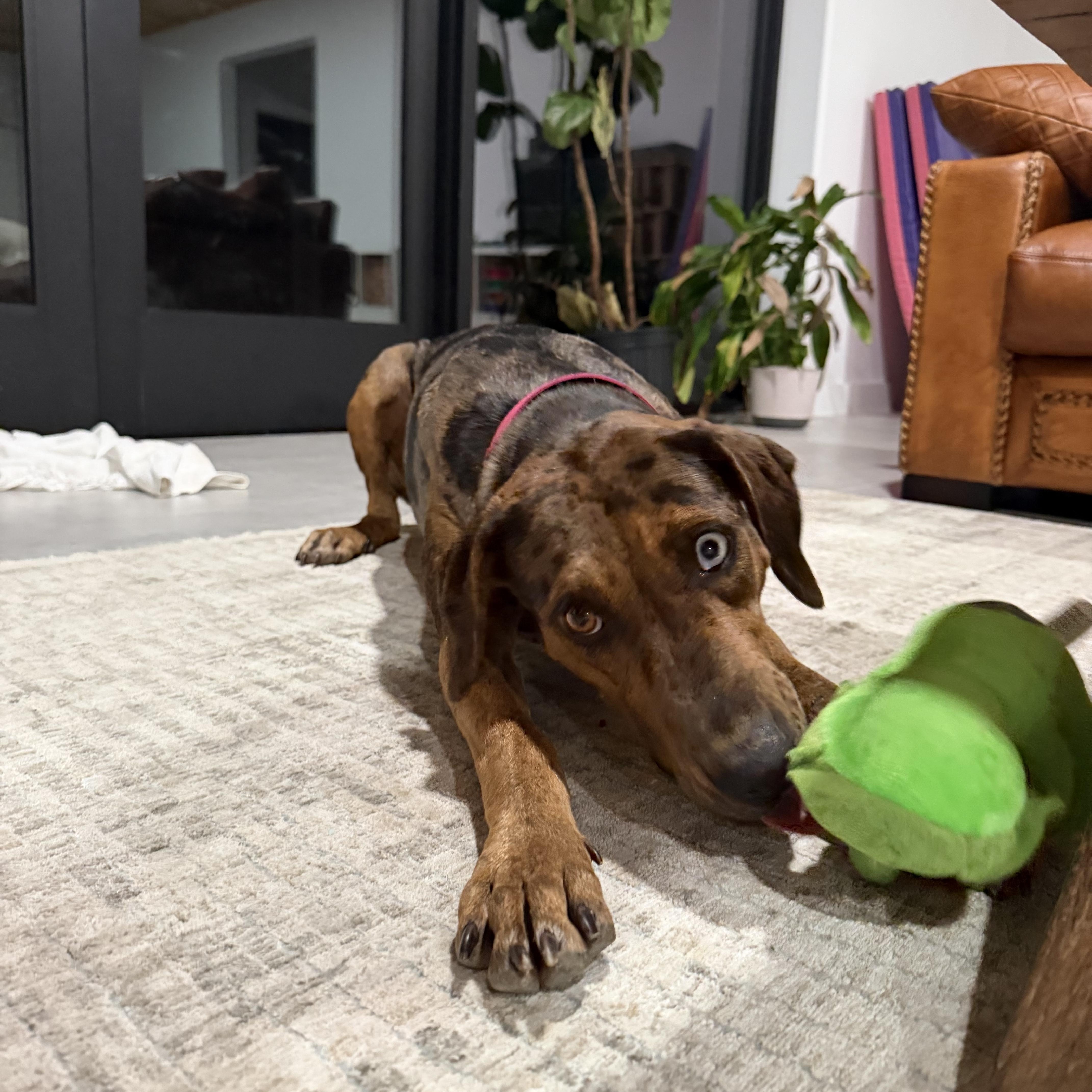 Enlarge TALOULA (Gorgeous, Smart, Sweet, Good With Kids, Loves Water & Riding), a Adoptable Catahoula Leopard Dog in Cambridge, MA image 4/6