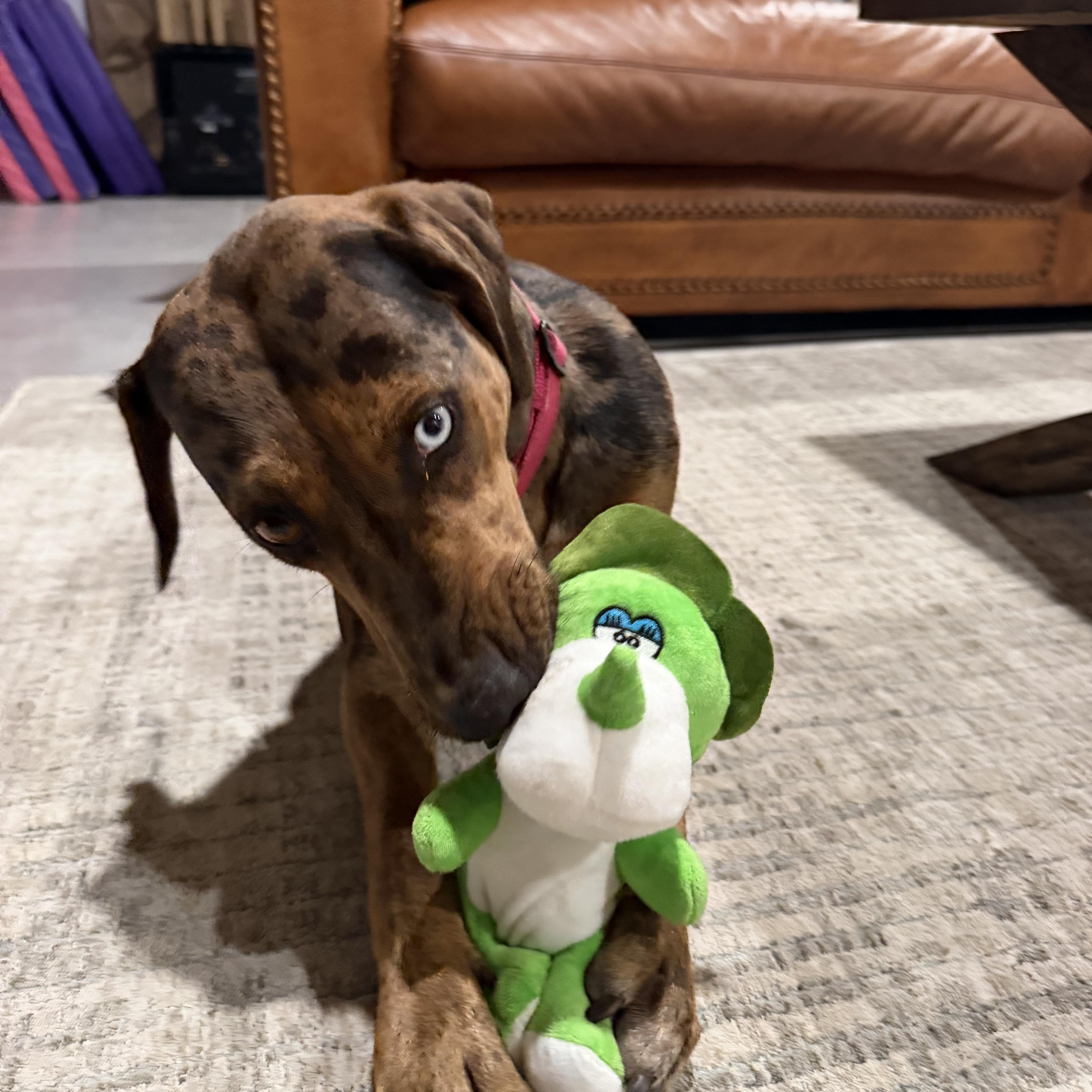 Enlarge TALOULA (Gorgeous, Smart, Sweet, Good With Kids, Loves Water & Riding), a Adoptable Catahoula Leopard Dog in Cambridge, MA image 6/6