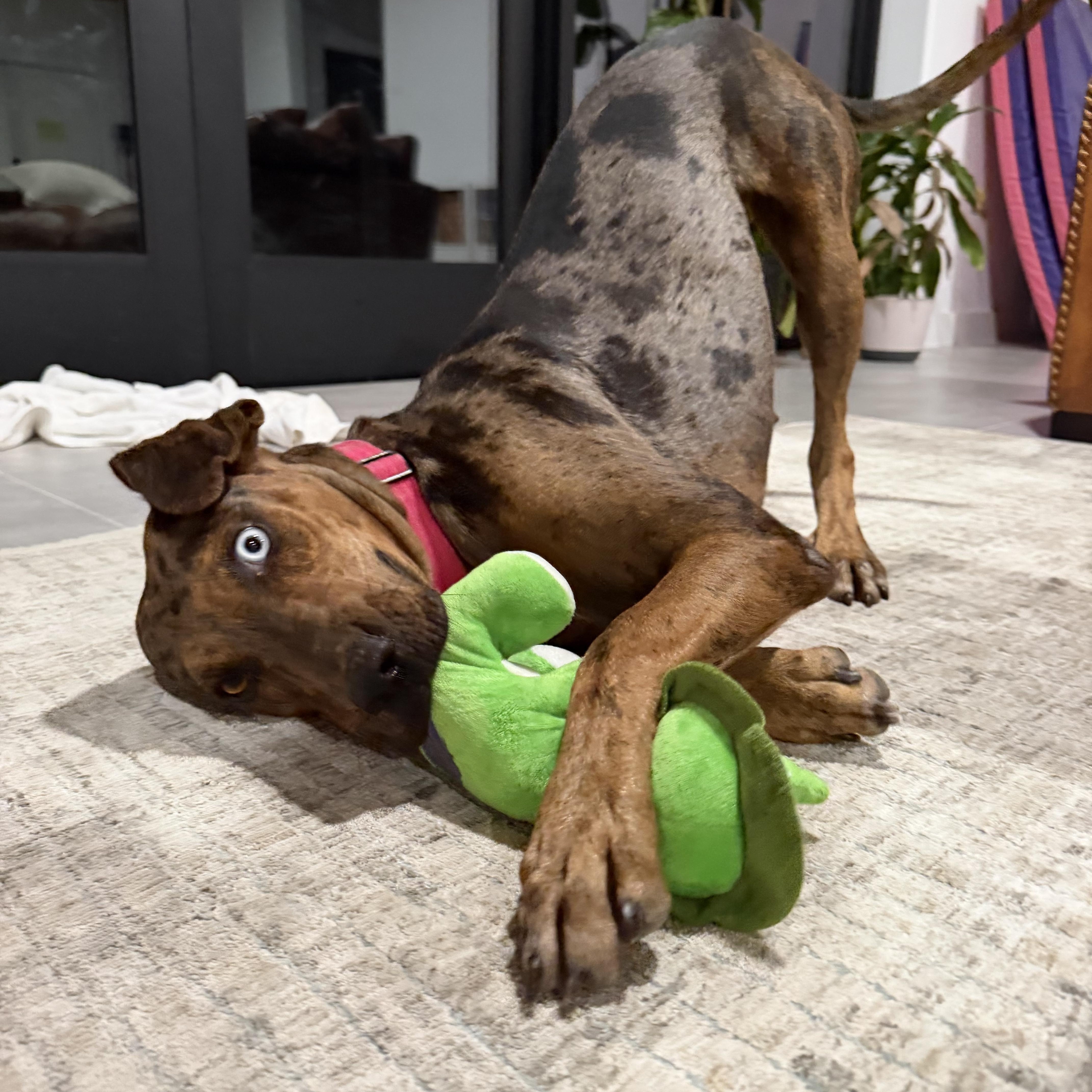 Enlarge TALOULA (Gorgeous, Smart, Sweet, Good With Kids, Loves Water & Riding), a Adoptable Catahoula Leopard Dog in Cambridge, MA image 3/6