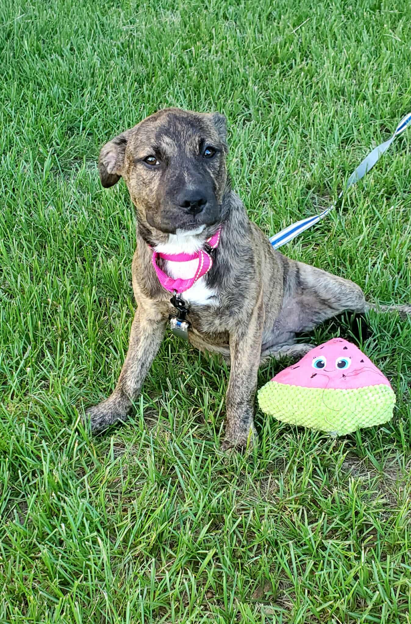 Sage, an adoptable Australian Cattle Dog / Blue Heeler in Sagle, ID, 83860 | Photo Image 2