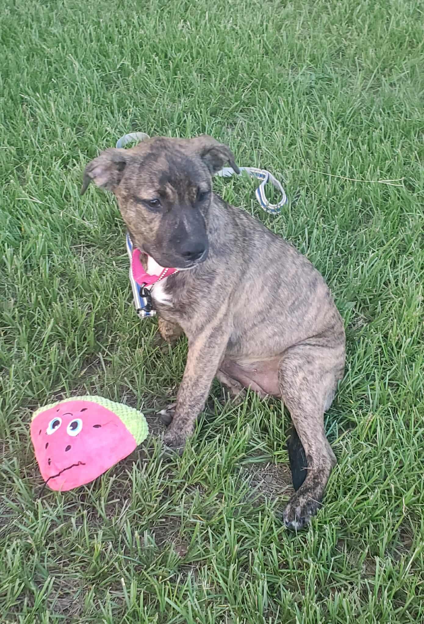 Sage, an adoptable Australian Cattle Dog / Blue Heeler in Sagle, ID, 83860 | Photo Image 1