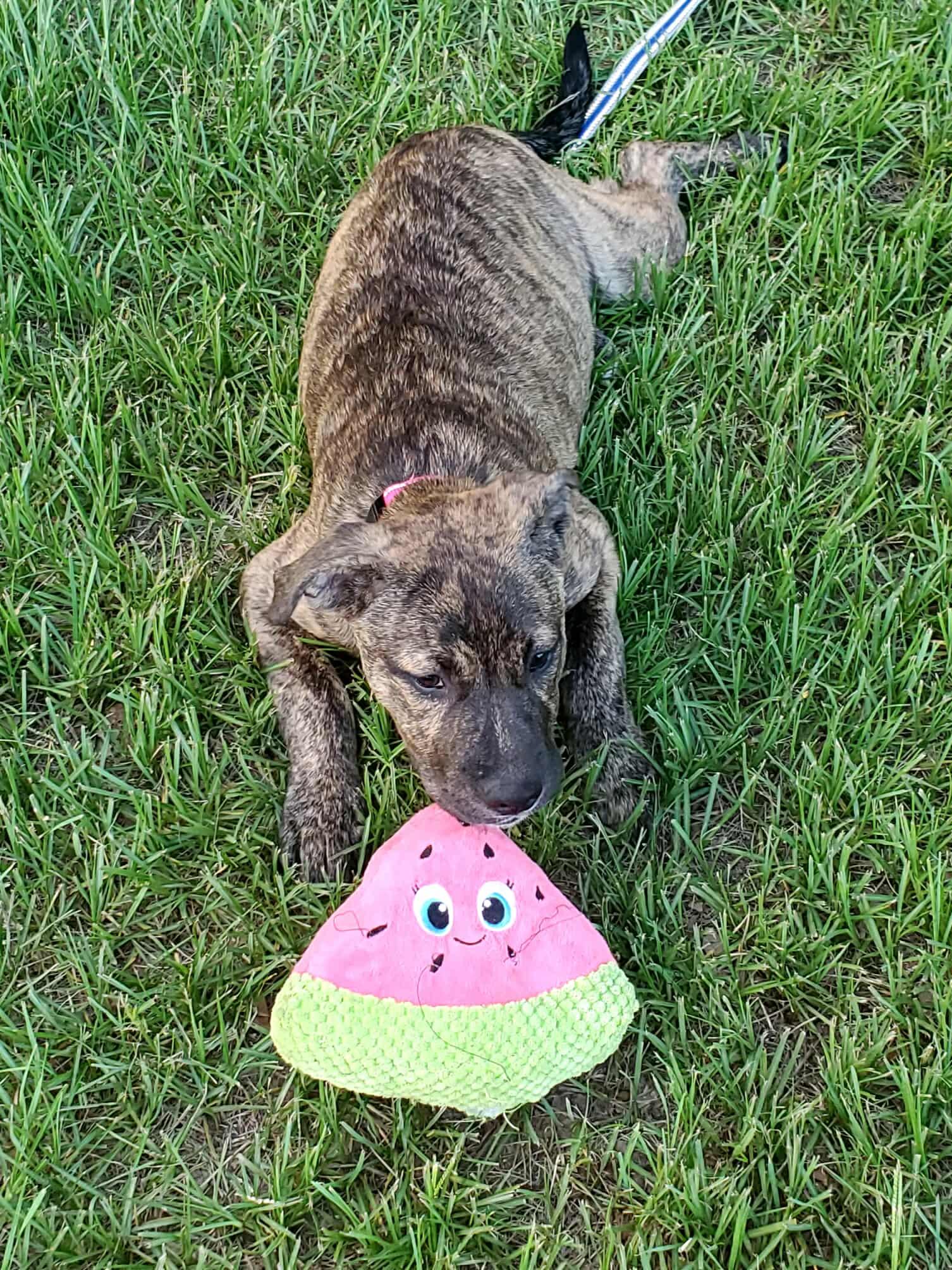 Sage, an adoptable Australian Cattle Dog / Blue Heeler in Sagle, ID, 83860 | Photo Image 3