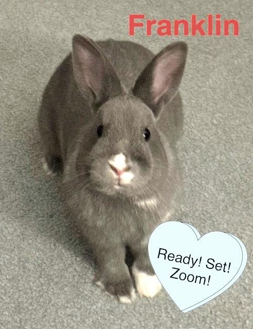 Franklin, ADOPTABLE, Young Male Bunny Rabbit.
