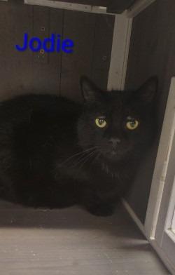 Jodi, Adoptable, Young Male Domestic Long Hair.