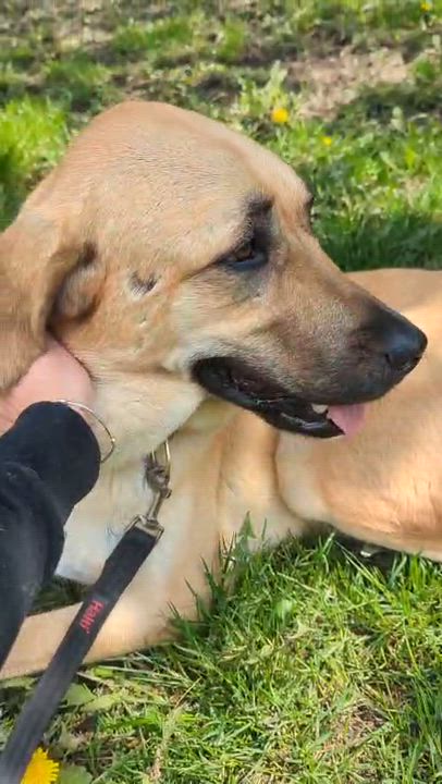 Enlarge Ms. Survivor Hopper ( Tripaw), a ADOPTABLE mixed breed in toronto, ON video 4/6