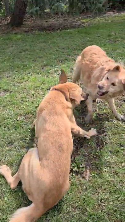 Enlarge Ms. Survivor Hopper ( Tripaw), a ADOPTABLE mixed breed in toronto, ON video 3/6