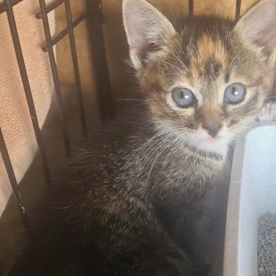 Harper- sibling to Clayton, Adoptable, Kitten Female Torbie.