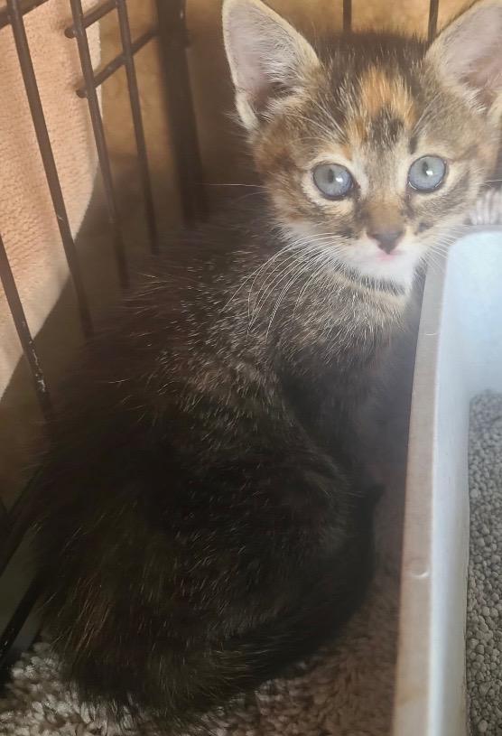 Harper Sibling To Clayton thumbnail 2