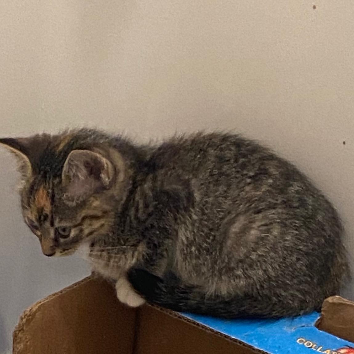 Enlarge Harper- sibling to Clayton, a Adoptable Torbie in Andover, MN image 2/3