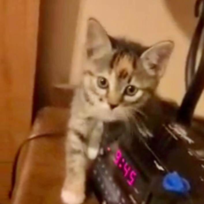 Enlarge Harper- sibling to Clayton, a Adoptable Torbie in Andover, MN image 3/3