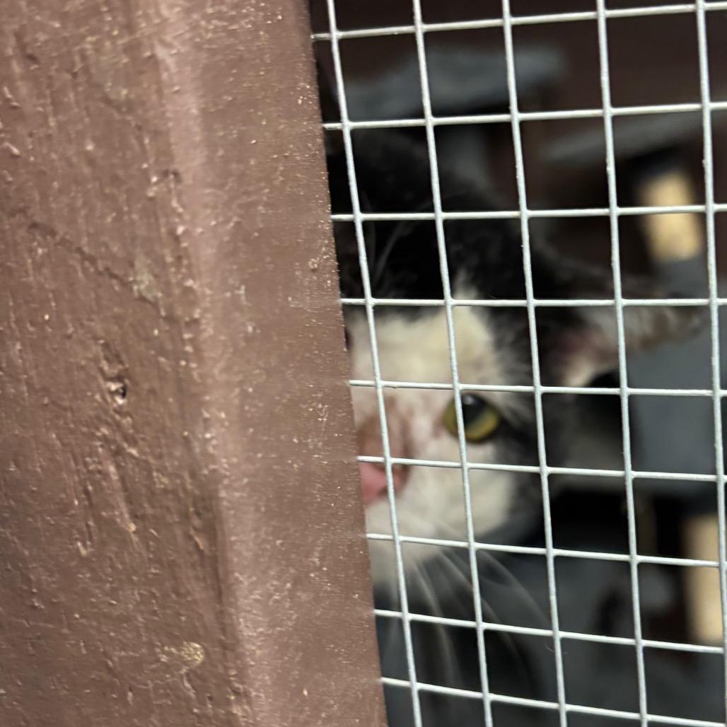 Panda Bear, Adoptable, Adult Male Domestic Short Hair.