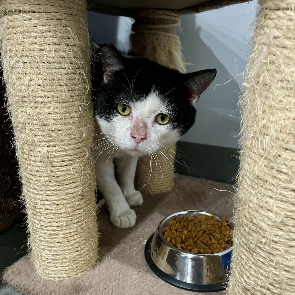 Panda Bear, a Adoptable Domestic Short Hair in Fairmont, WV image 2/3