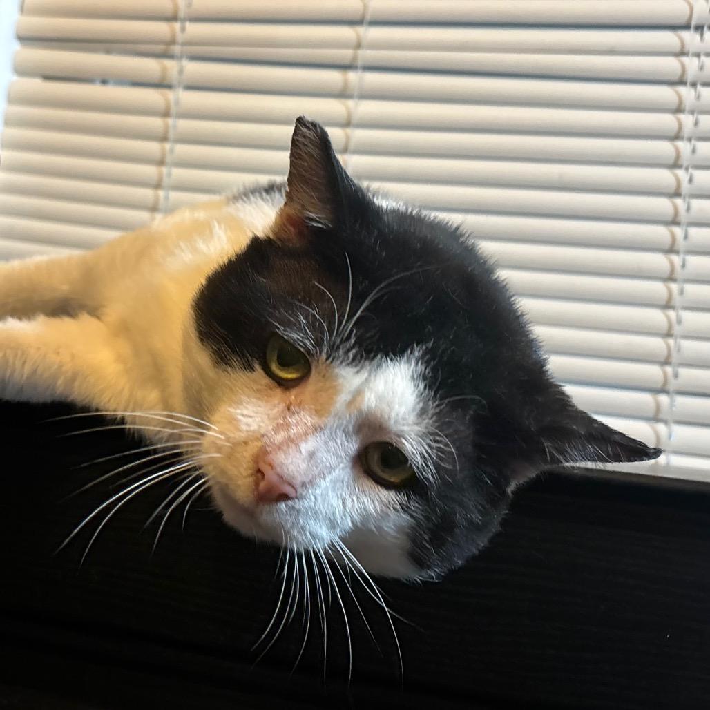 Panda Bear, a Adoptable Domestic Short Hair in Fairmont, WV image 3/3