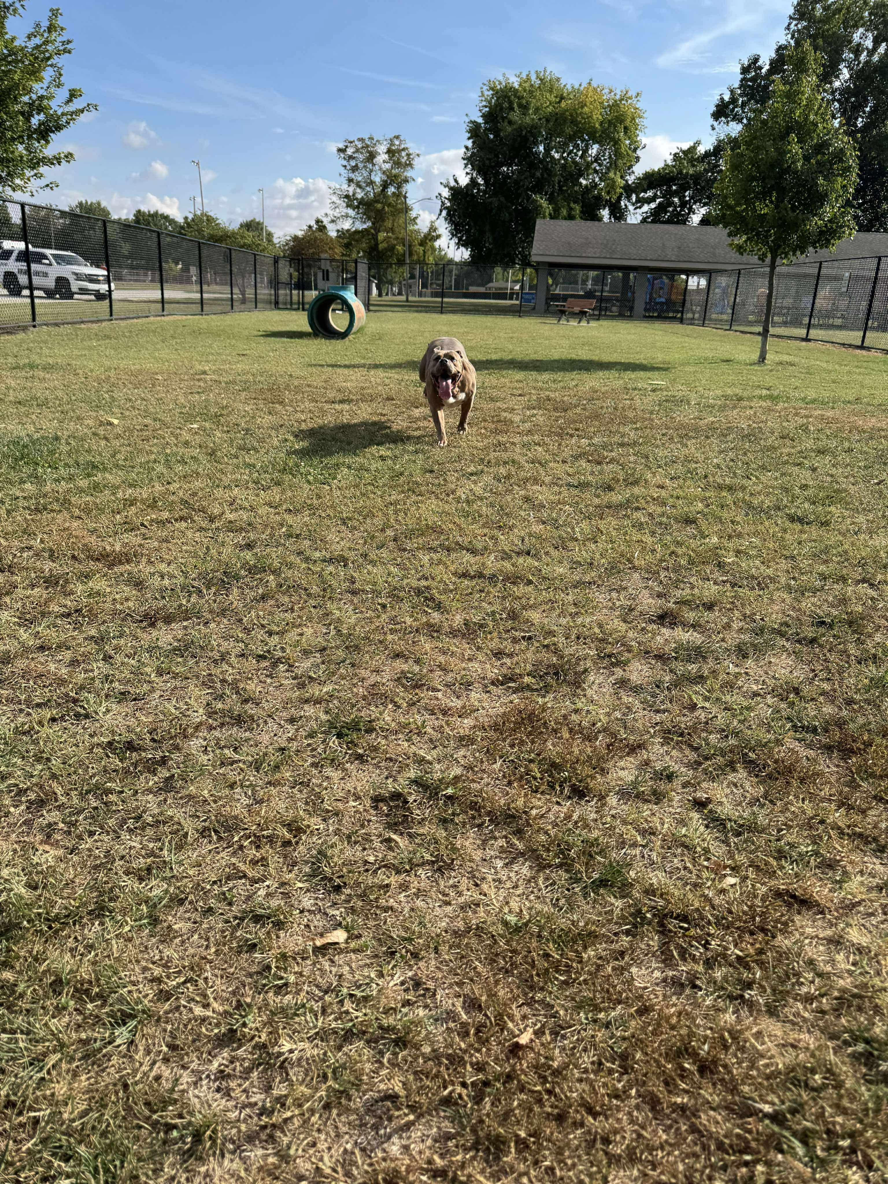 Remi, a Adopted mixed breed in Tuscola, IL image 1/4