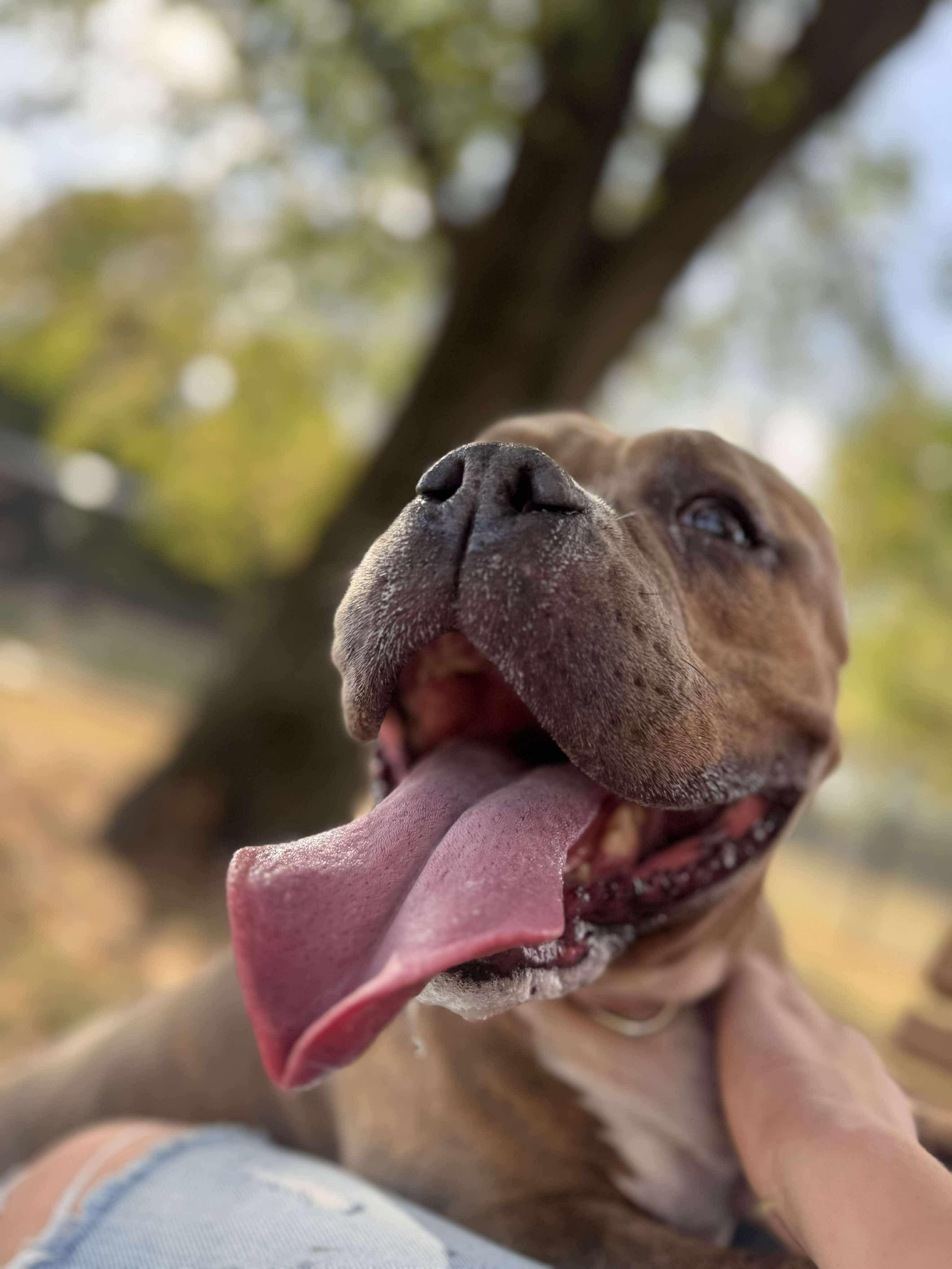 Remi, a Adopted mixed breed in Tuscola, IL image 2/4