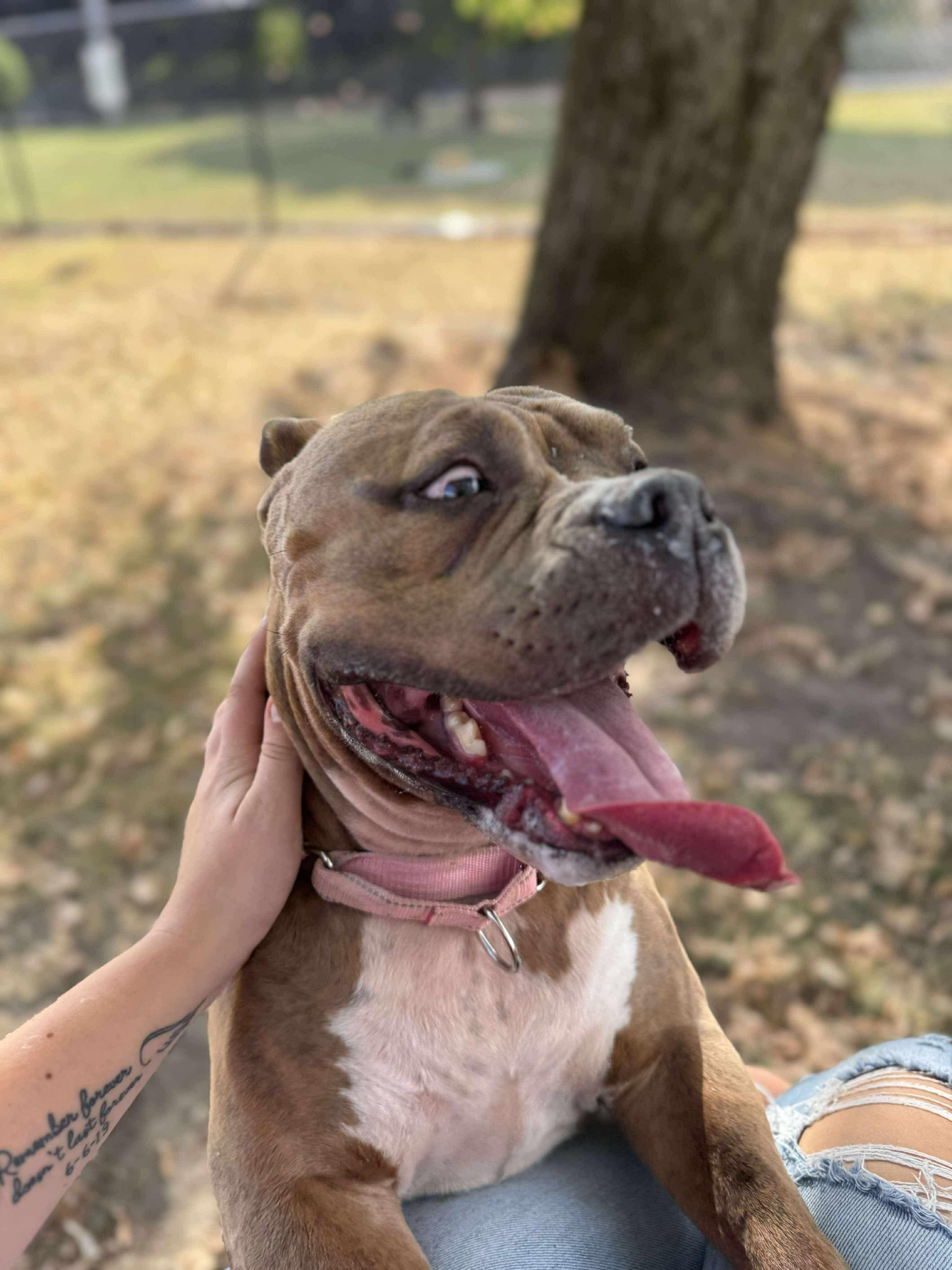 Remi, a Adopted mixed breed in Tuscola, IL image 3/4