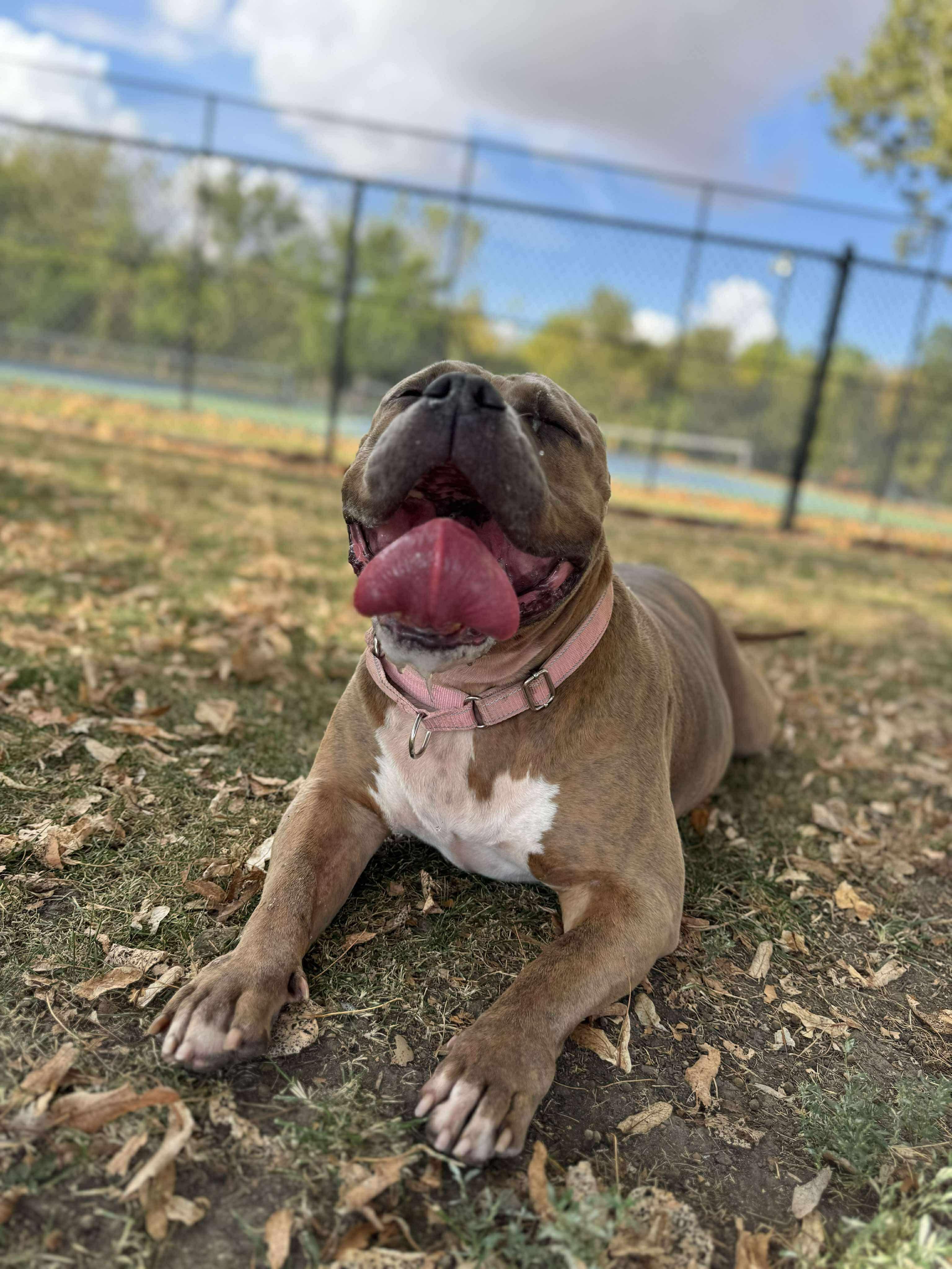 Remi, a Adopted mixed breed in Tuscola, IL image 4/4