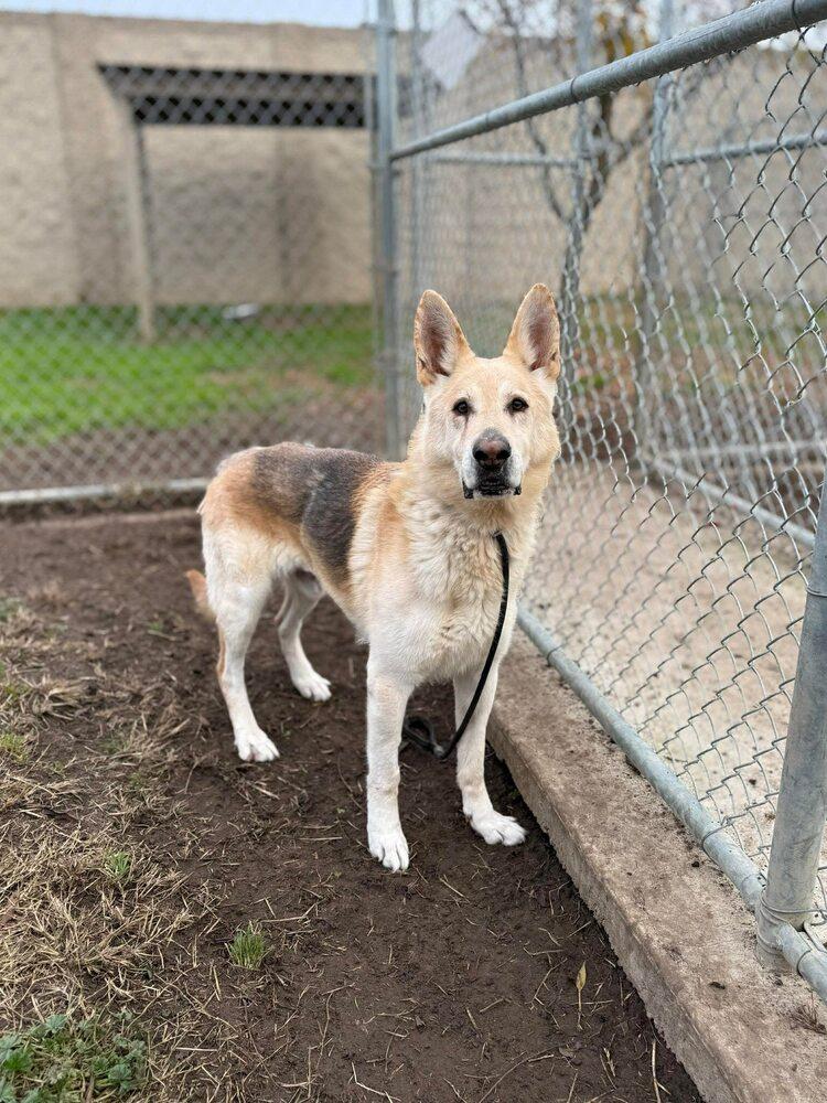 Enlarge Billie, a Adoptable mixed breed in Tigard, OR image 1/3