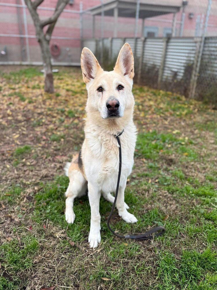 Enlarge Billie, a Adoptable mixed breed in Tigard, OR image 3/3