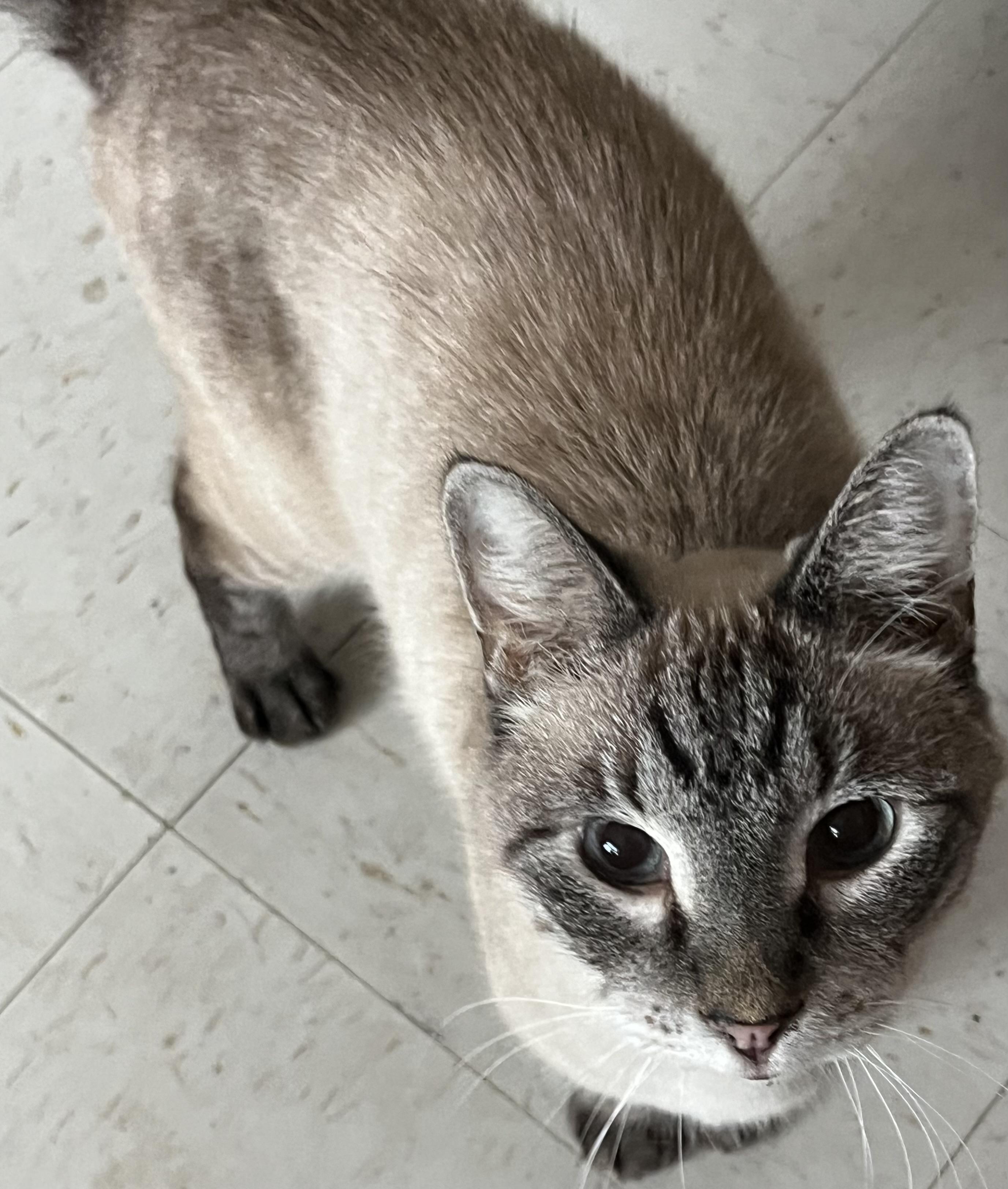 Paxton