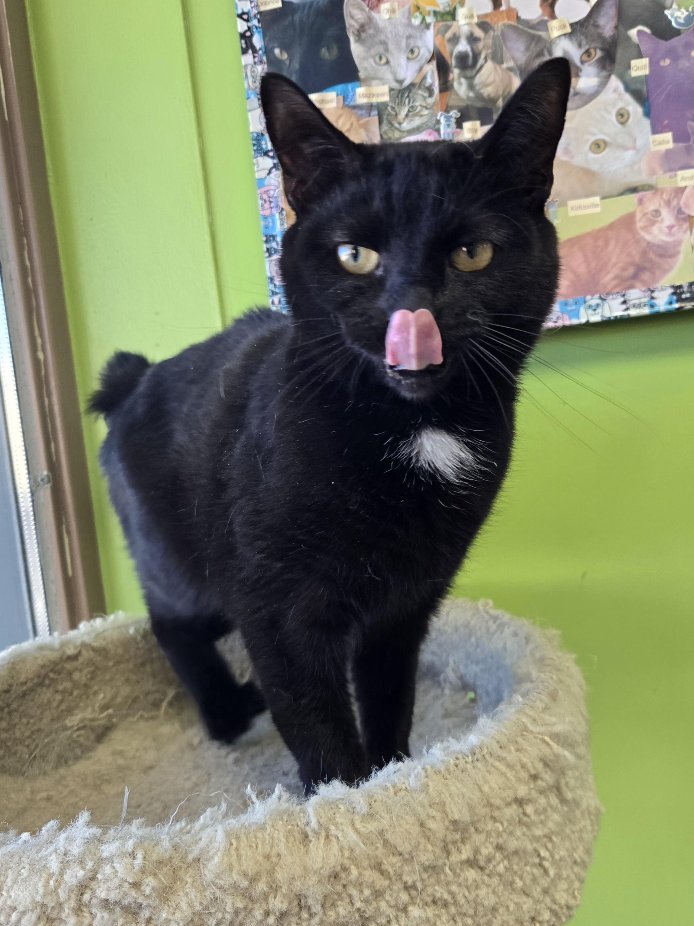 Enlarge Holston, a Adoptable Domestic Short Hair in Richmond, KY image 1/5