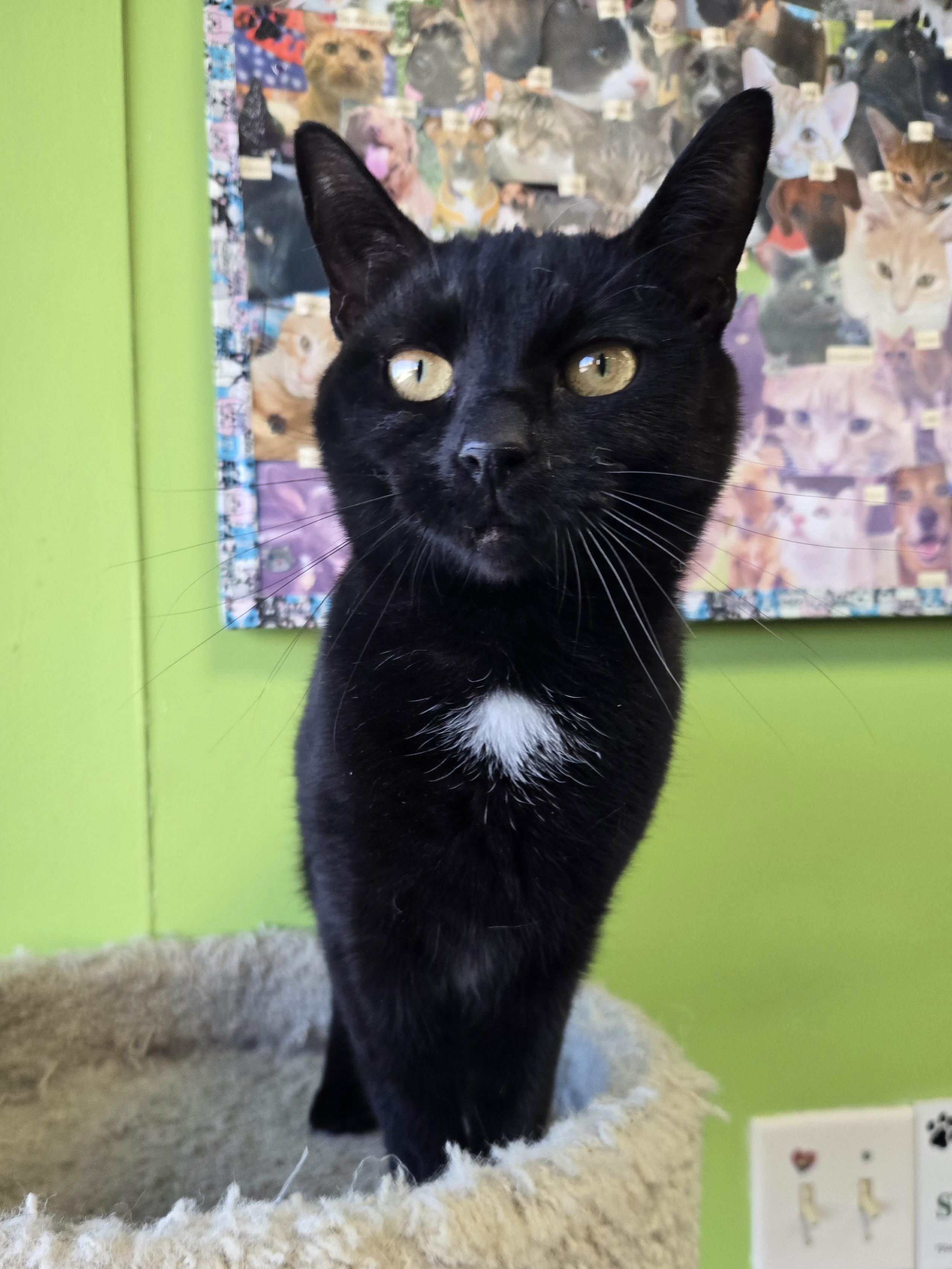 Enlarge Holston, a Adoptable Domestic Short Hair in Richmond, KY image 5/5