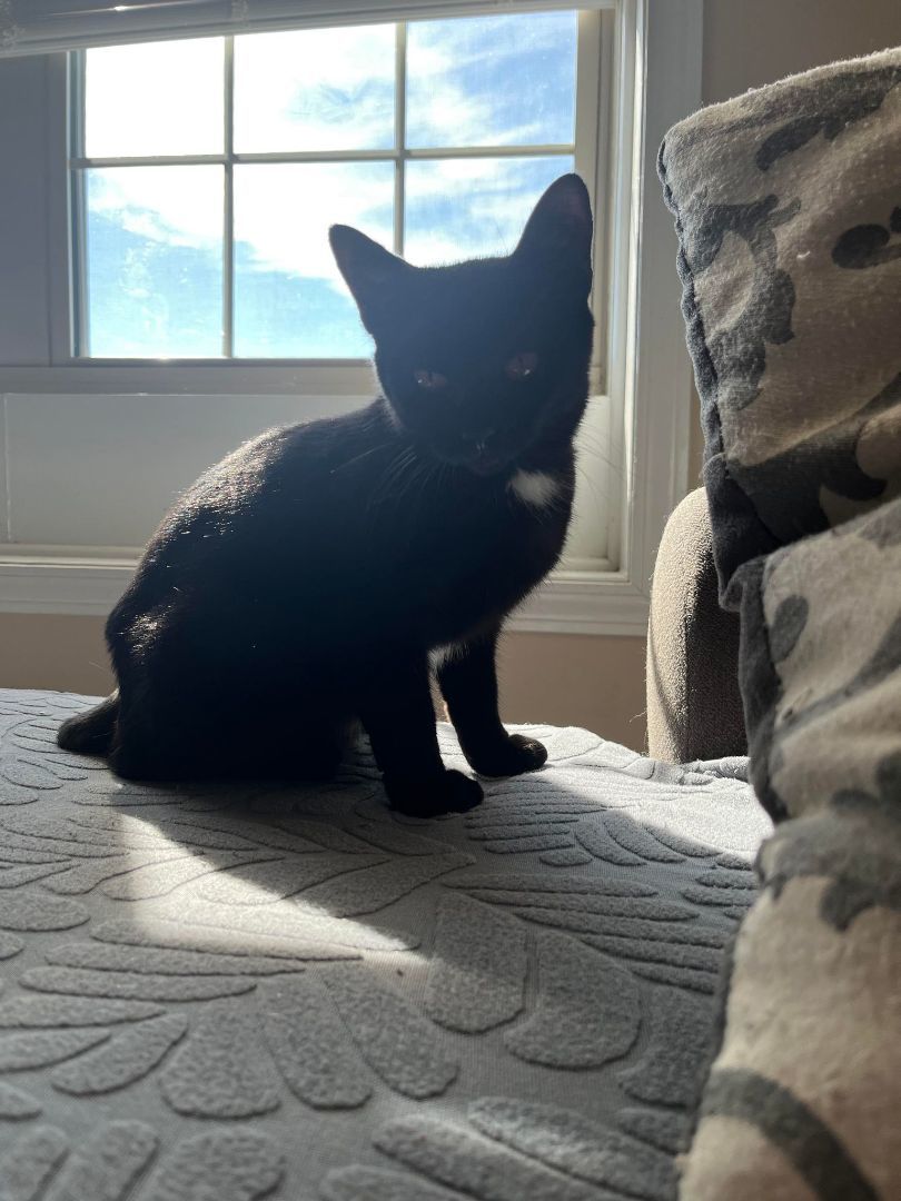 Holston, a Adoptable Domestic Short Hair in Richmond, KY image 1/6