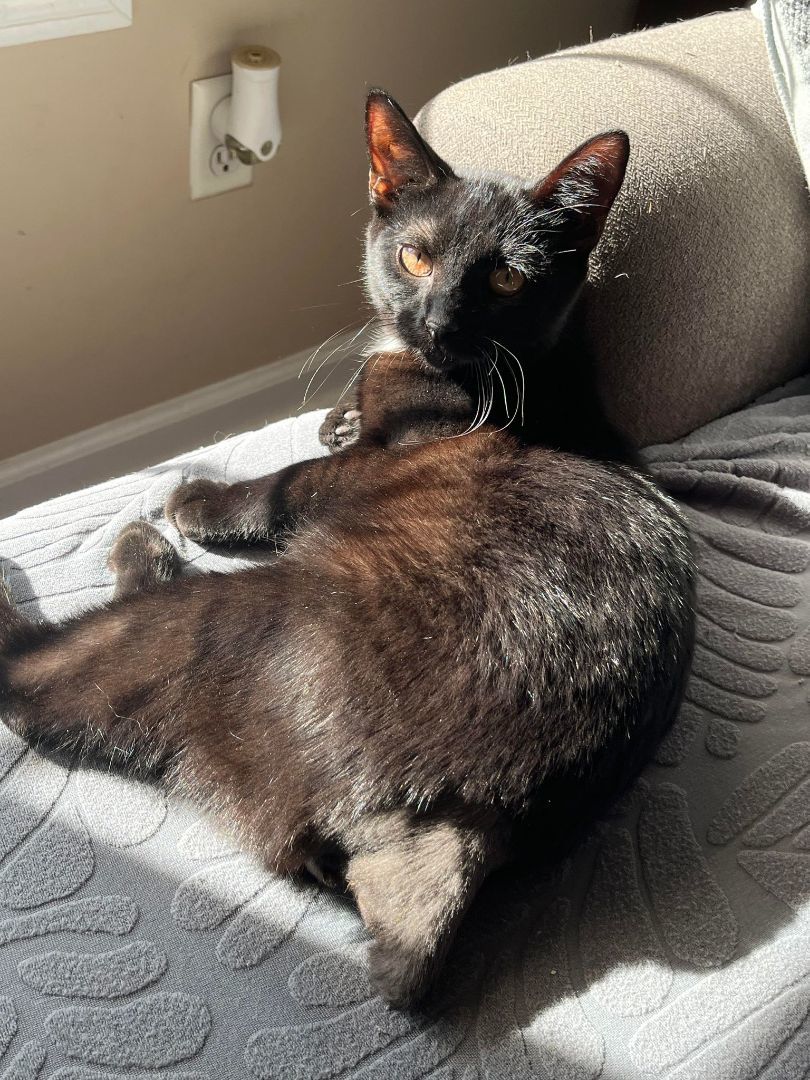 Holston, a Adoptable Domestic Short Hair in Richmond, KY image 2/6