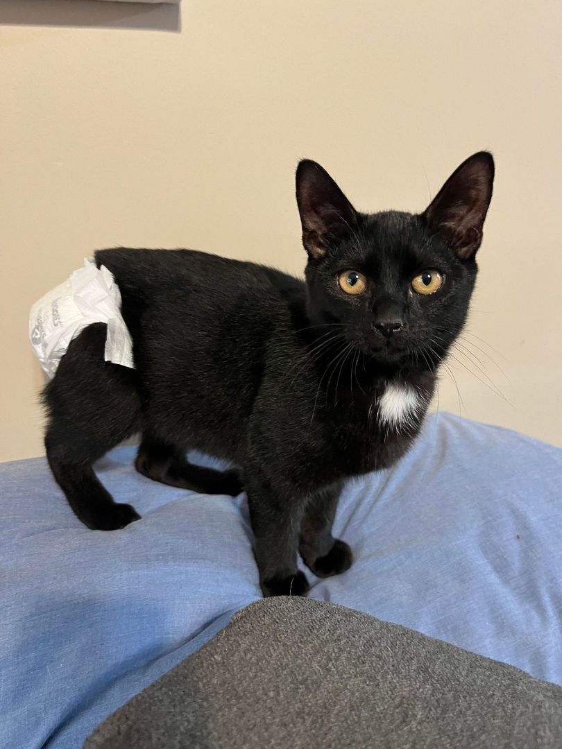 Holston, a Adoptable Domestic Short Hair in Richmond, KY image 3/6