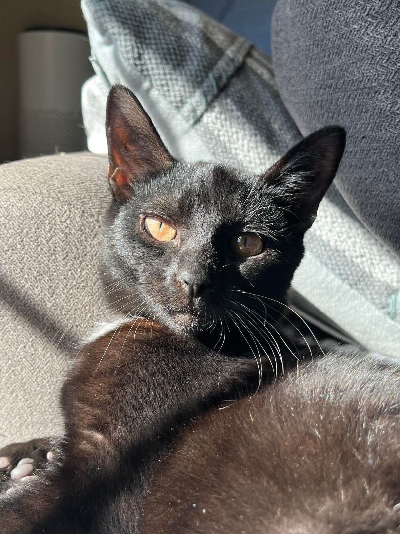 Holston, a Adoptable Domestic Short Hair in Richmond, KY image 4/6