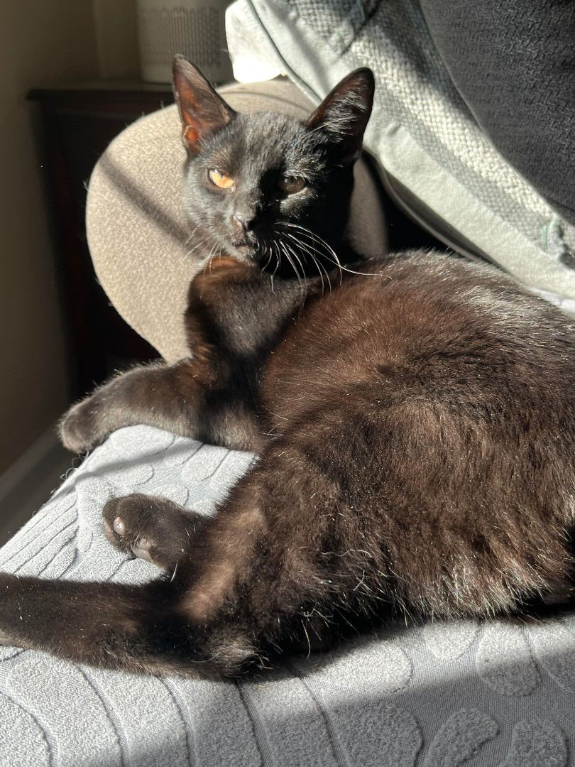 Holston, a Adoptable Domestic Short Hair in Richmond, KY image 5/6