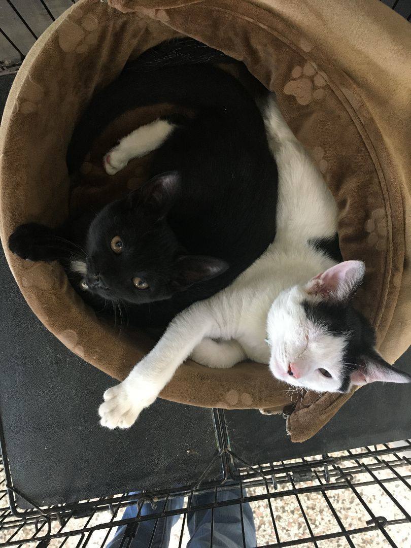 Holston, a Adoptable Domestic Short Hair in Richmond, KY image 6/6