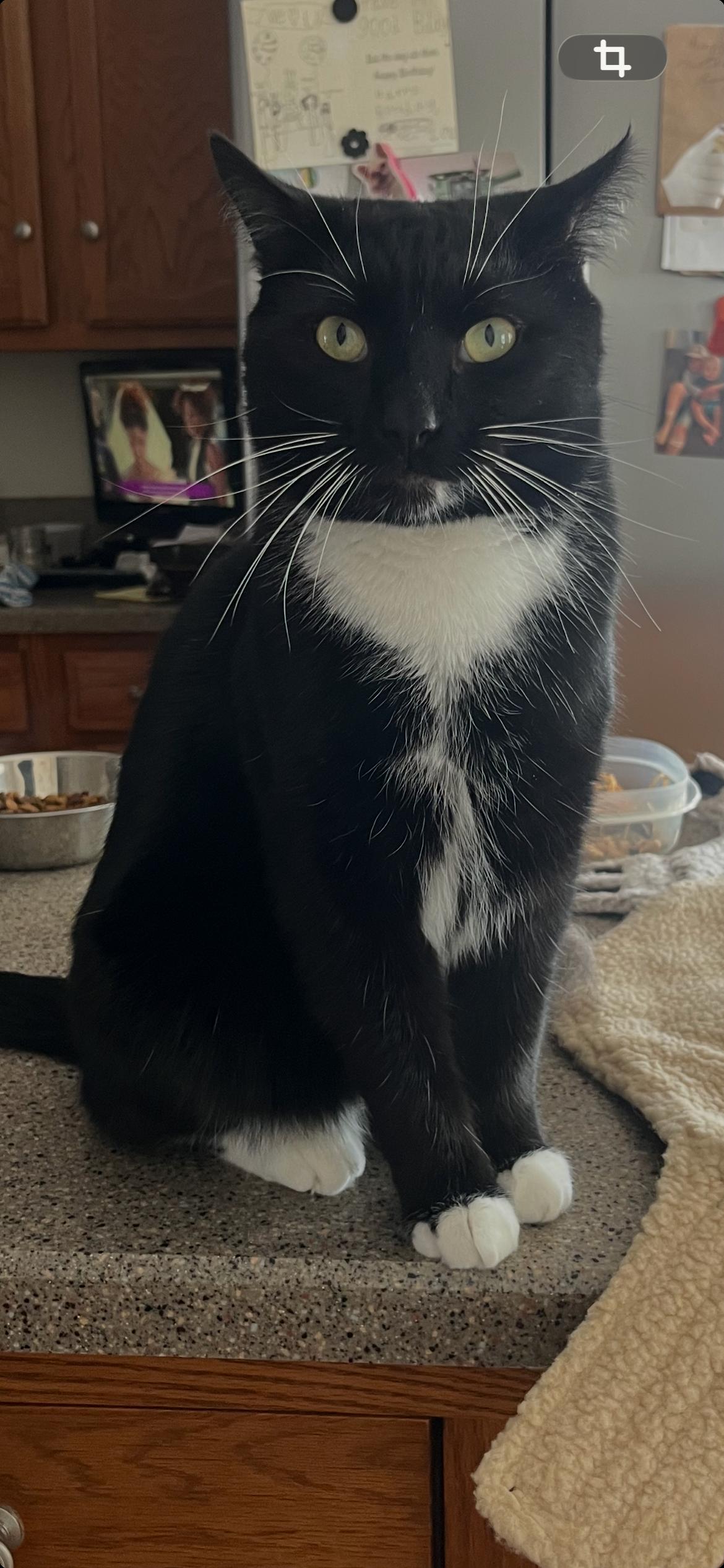 Enlarge Maxwell, a ADOPTABLE Domestic Short Hair in Shelbyville, KY image 3/4