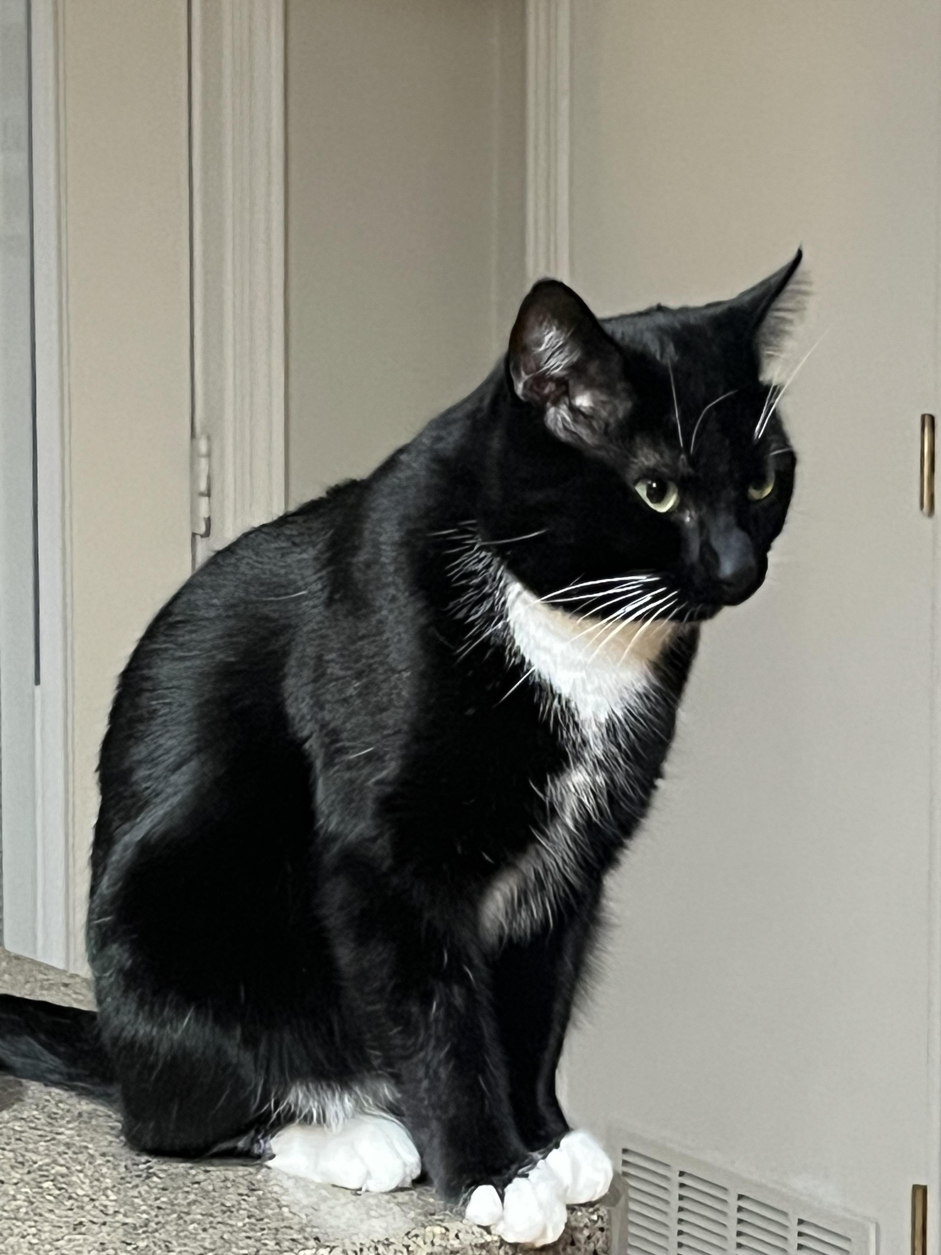 Enlarge Maxwell, a ADOPTABLE Domestic Short Hair in Shelbyville, KY image 4/4