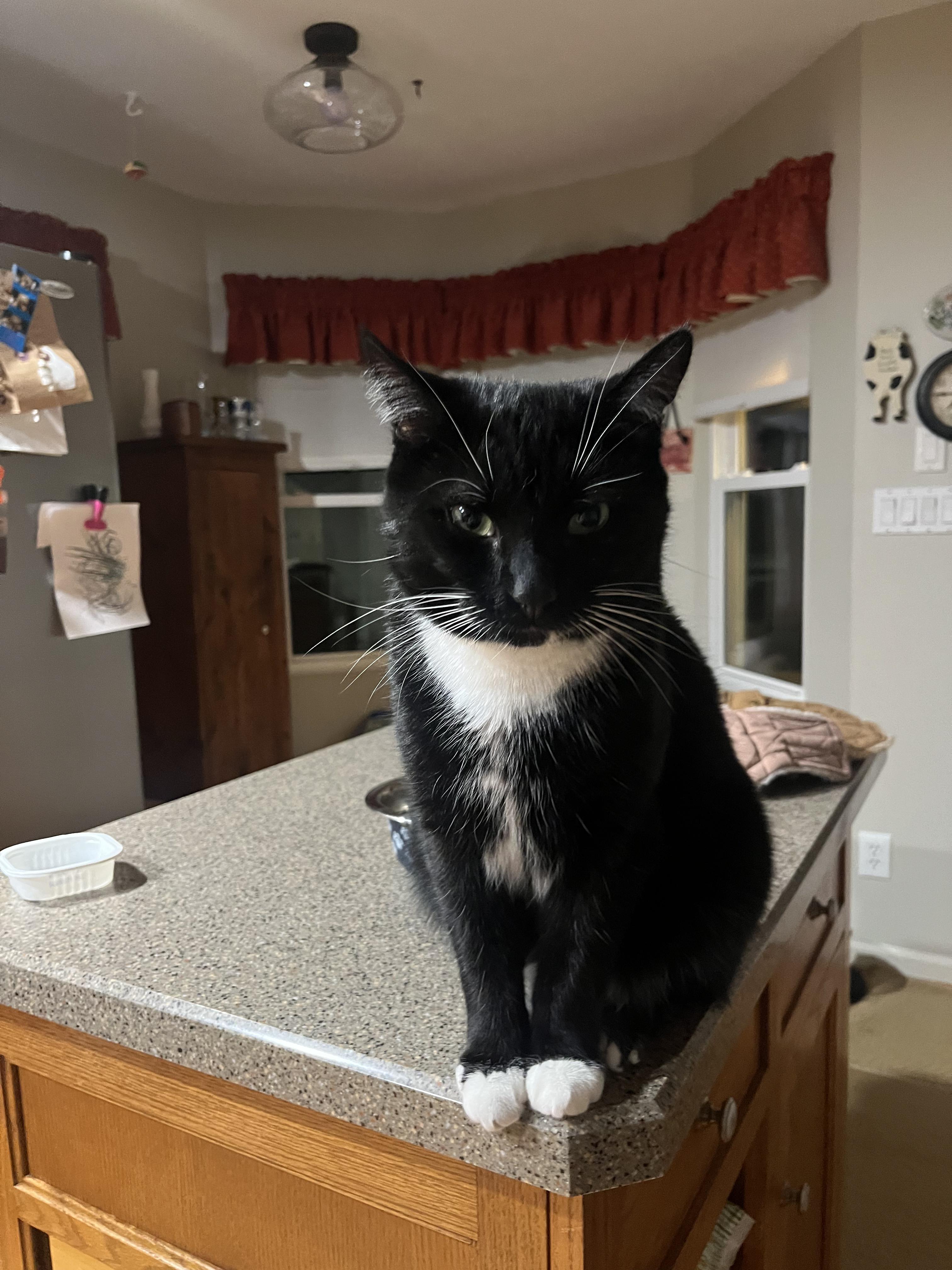 Enlarge Maxwell, a ADOPTABLE Domestic Short Hair in Shelbyville, KY image 2/4