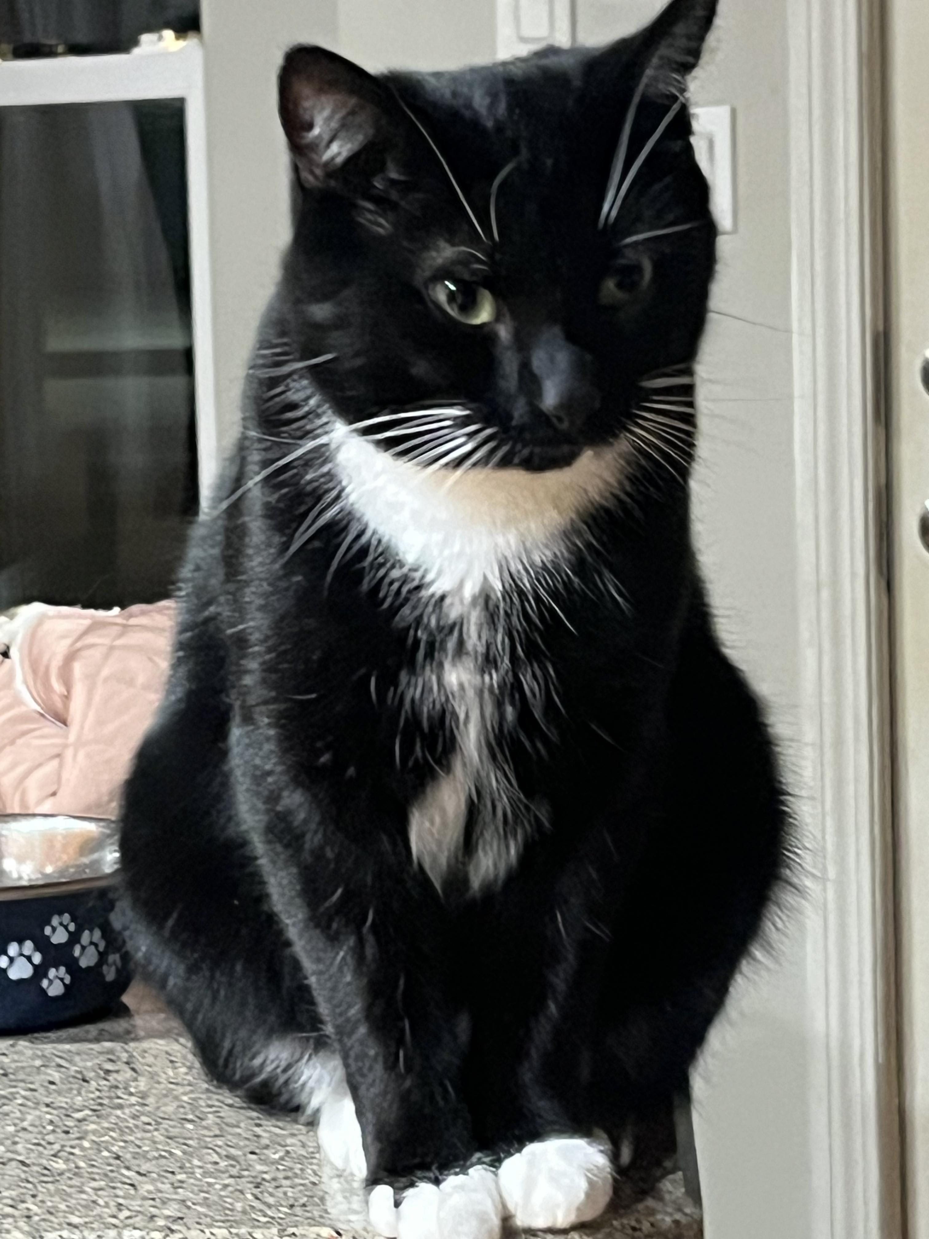 Enlarge Maxwell, a ADOPTABLE Domestic Short Hair in Shelbyville, KY image 1/4