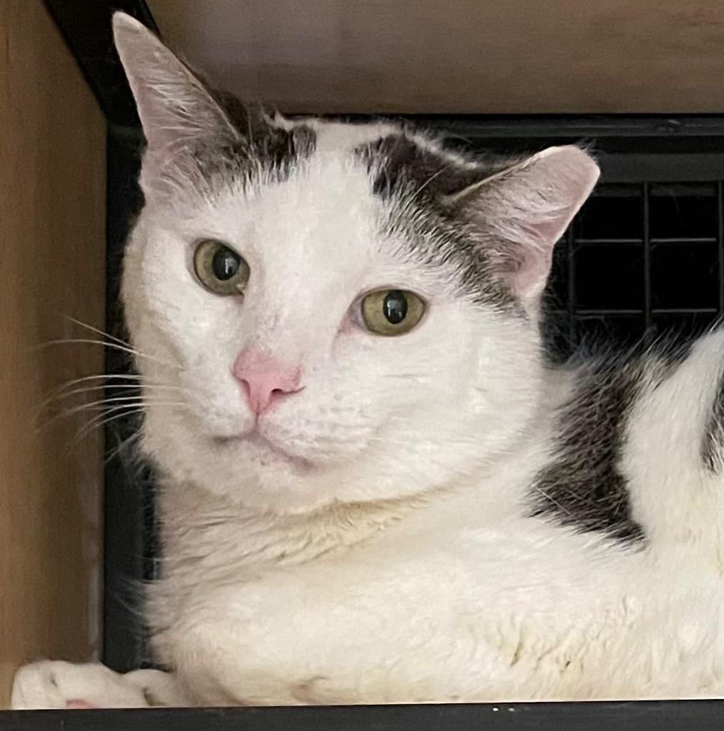 De Niro, Adoptable, Adult Male Domestic Short Hair.