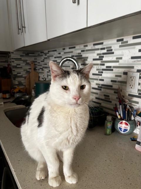Enlarge De Niro, a Adoptable mixed breed in New York, NY image 6/6
