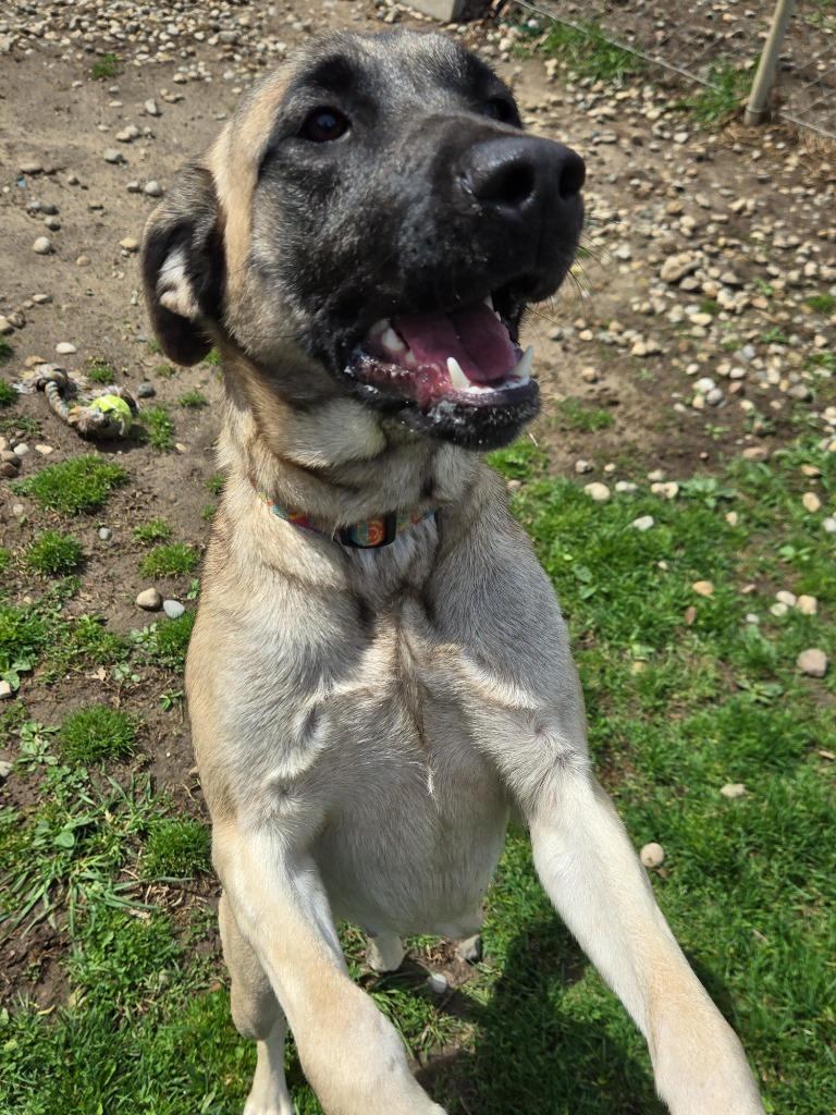 Fauna, Adoptable, Young Female Anatolian Shepherd.