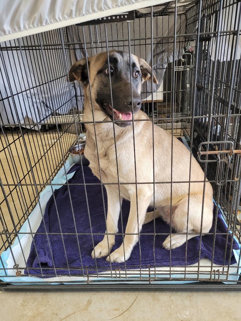 Enlarge Fauna, a Adoptable Anatolian Shepherd in Angola, IN image 2/6