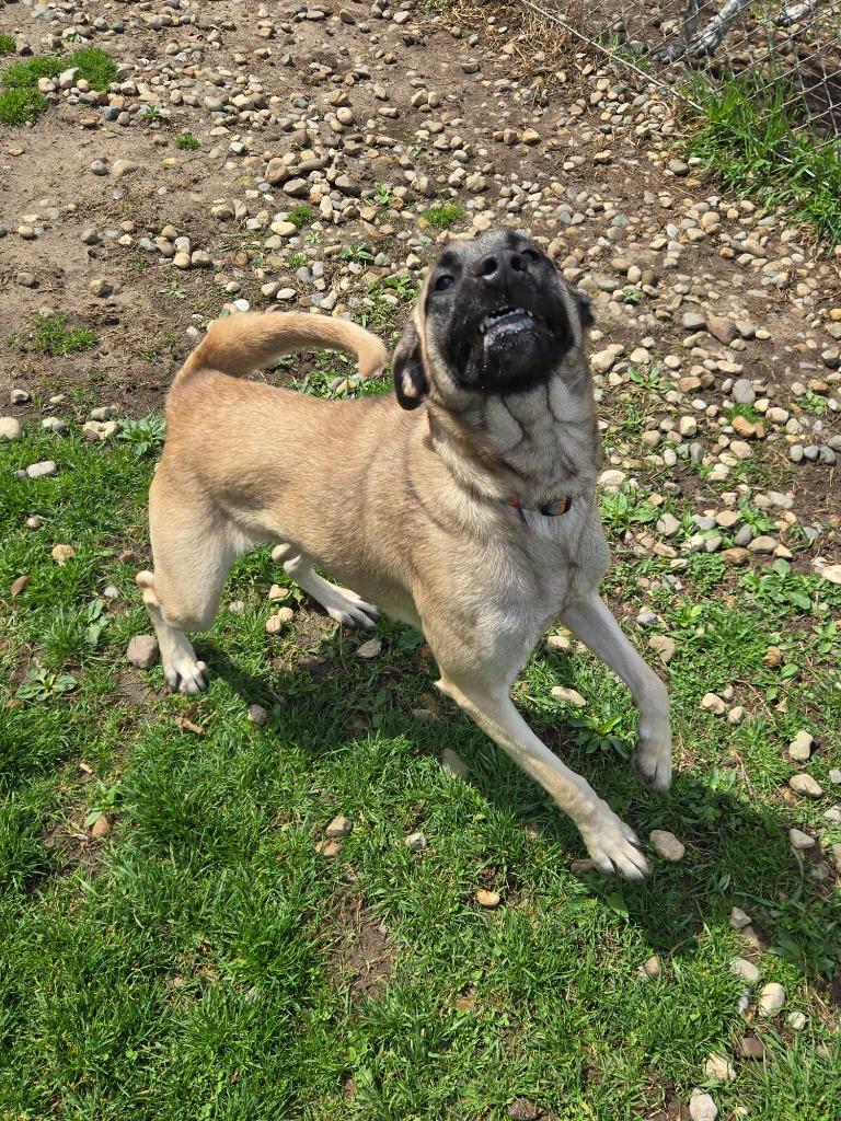 Enlarge Fauna, a Adoptable Anatolian Shepherd in Angola, IN image 3/6