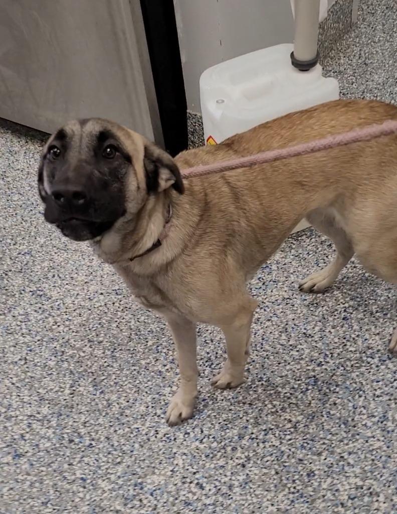 Enlarge Fauna, a Adoptable Anatolian Shepherd in Angola, IN image 4/6