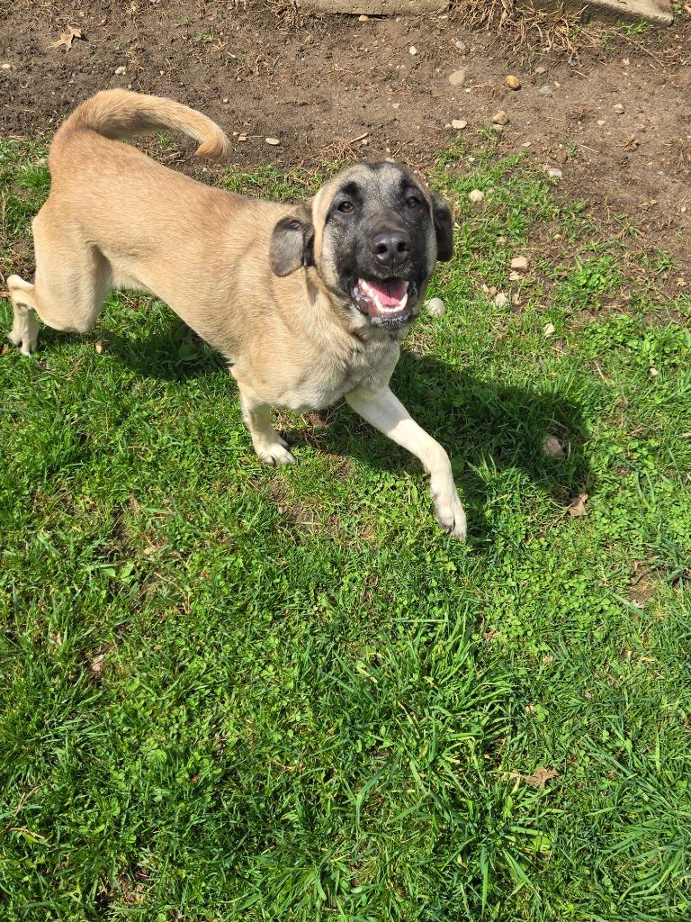 Enlarge Fauna, a Adoptable Anatolian Shepherd in Angola, IN image 5/6
