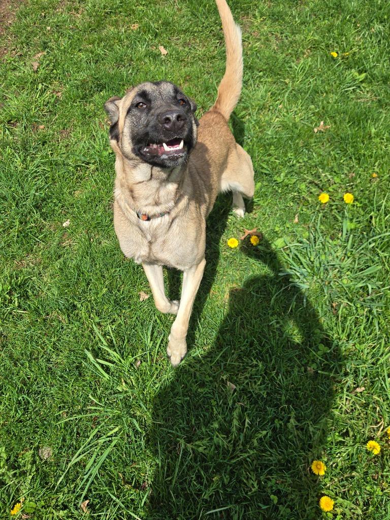 Enlarge Fauna, a Adoptable Anatolian Shepherd in Angola, IN image 6/6