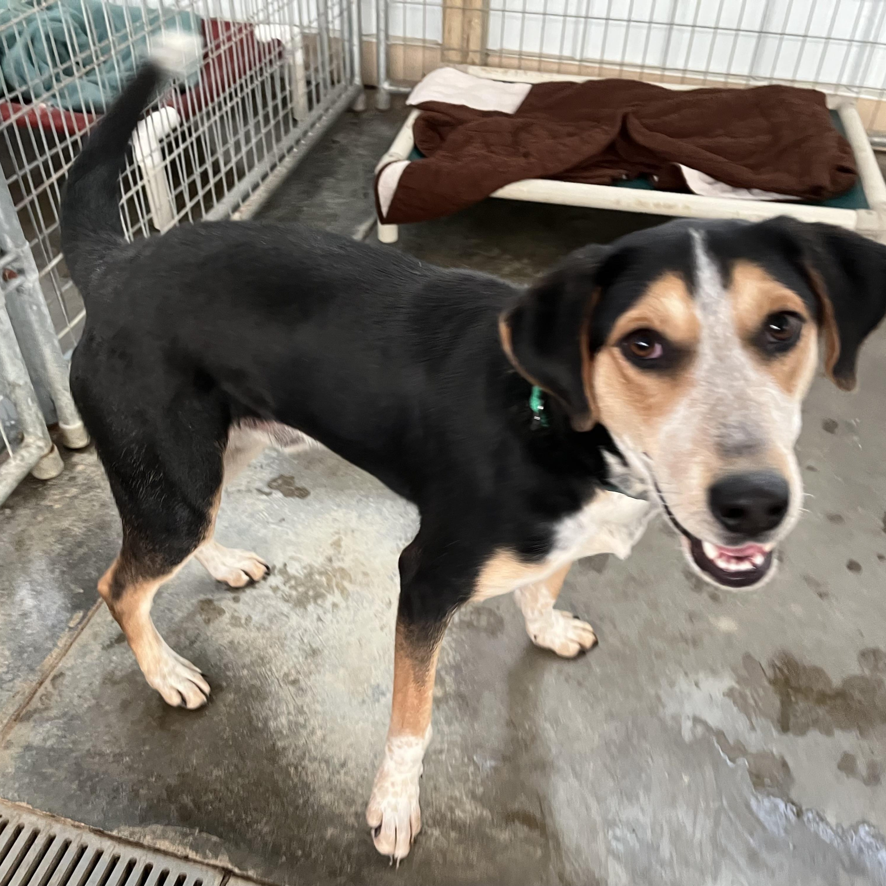 Enlarge Razz, a Adoptable mixed breed in Washington, PA image 2/2