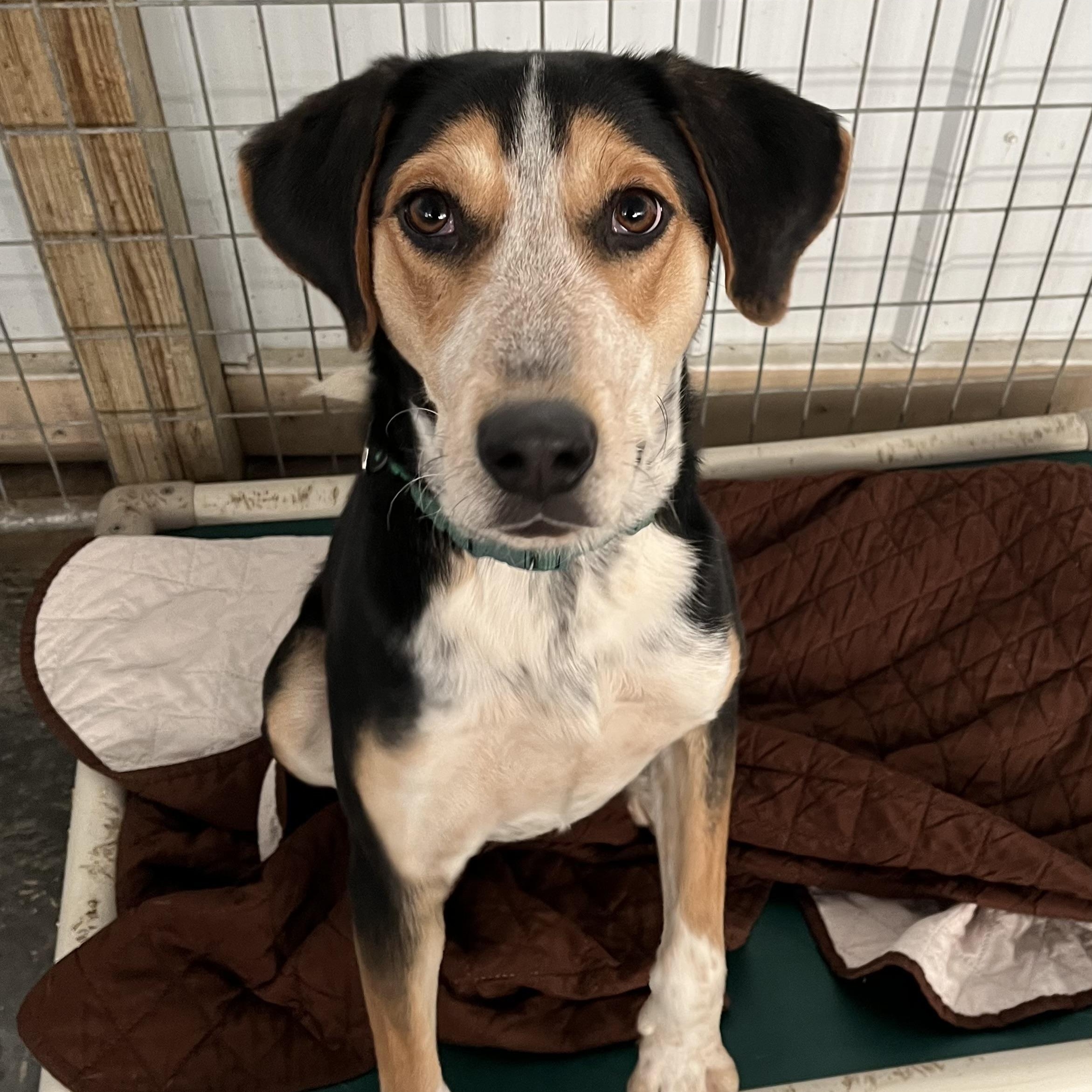 Razz, Adoptable, Young Male Smooth Collie.