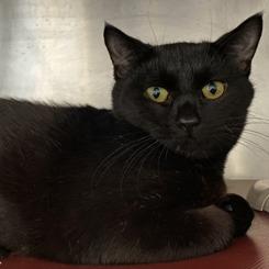 Midnight, Adoptable, Adult Female Domestic Short Hair.
