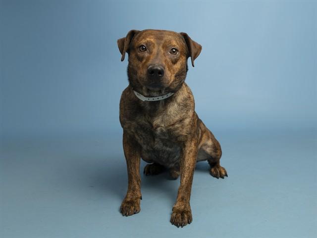 BIG BOY, Adoptable, Adult Male Pit Bull Terrier & Mixed Breed.