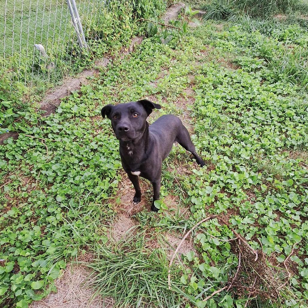 Corn Dog — thumbnail 2