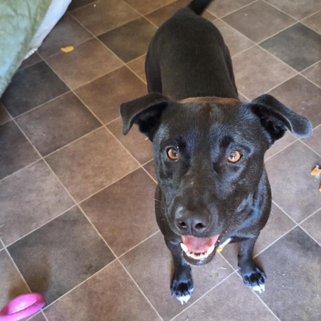 Corn Dog — thumbnail 3